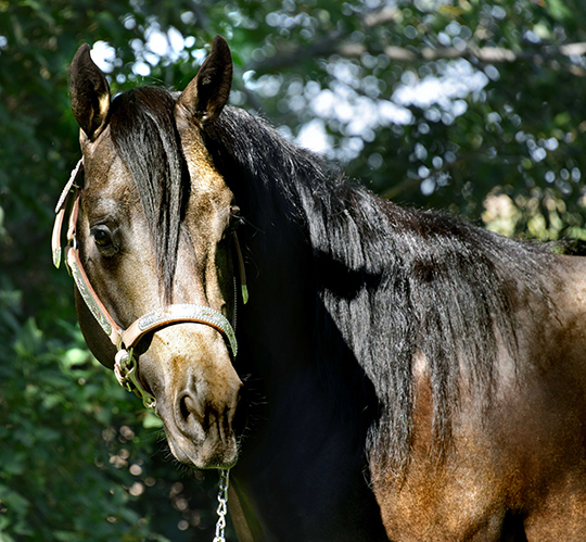 Black Hawke 2011 Blue Roan Stallion ~ Homozygous Roan ~ Standing at Stud
